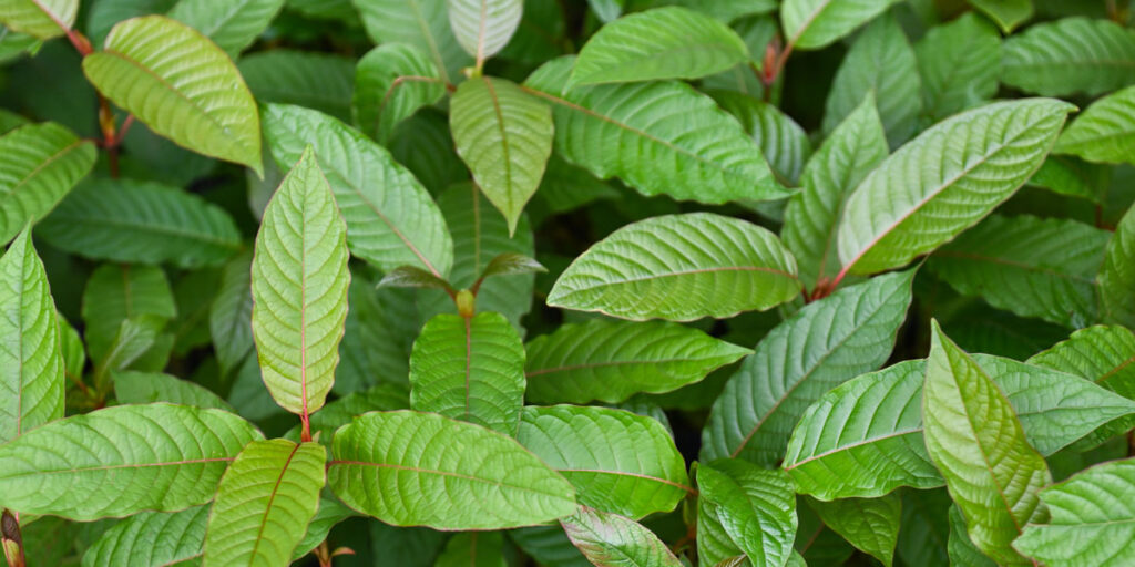 Leaves Background